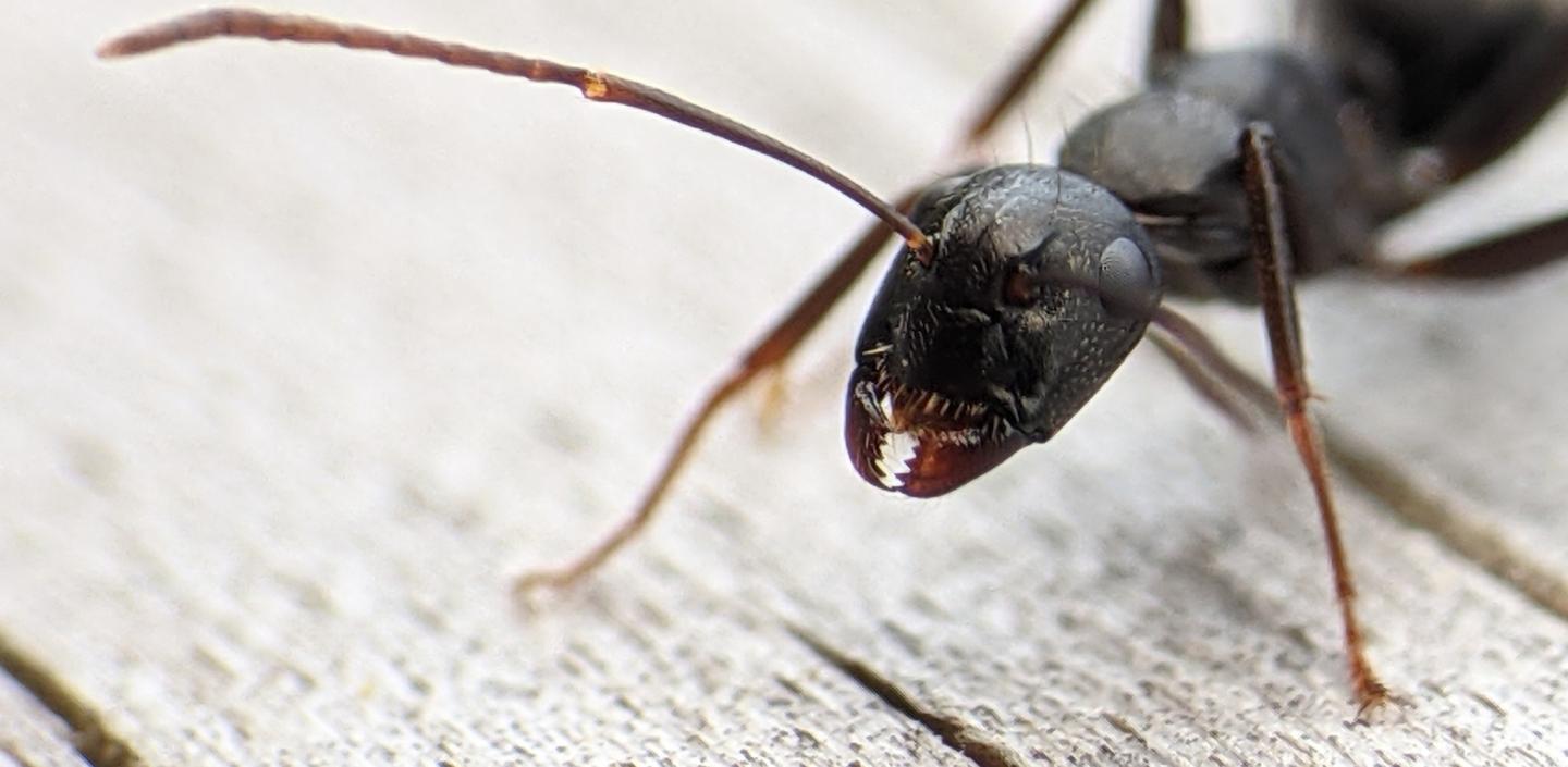 Common Ants in Ontario Homes: How to Identify and Get Rid of Them