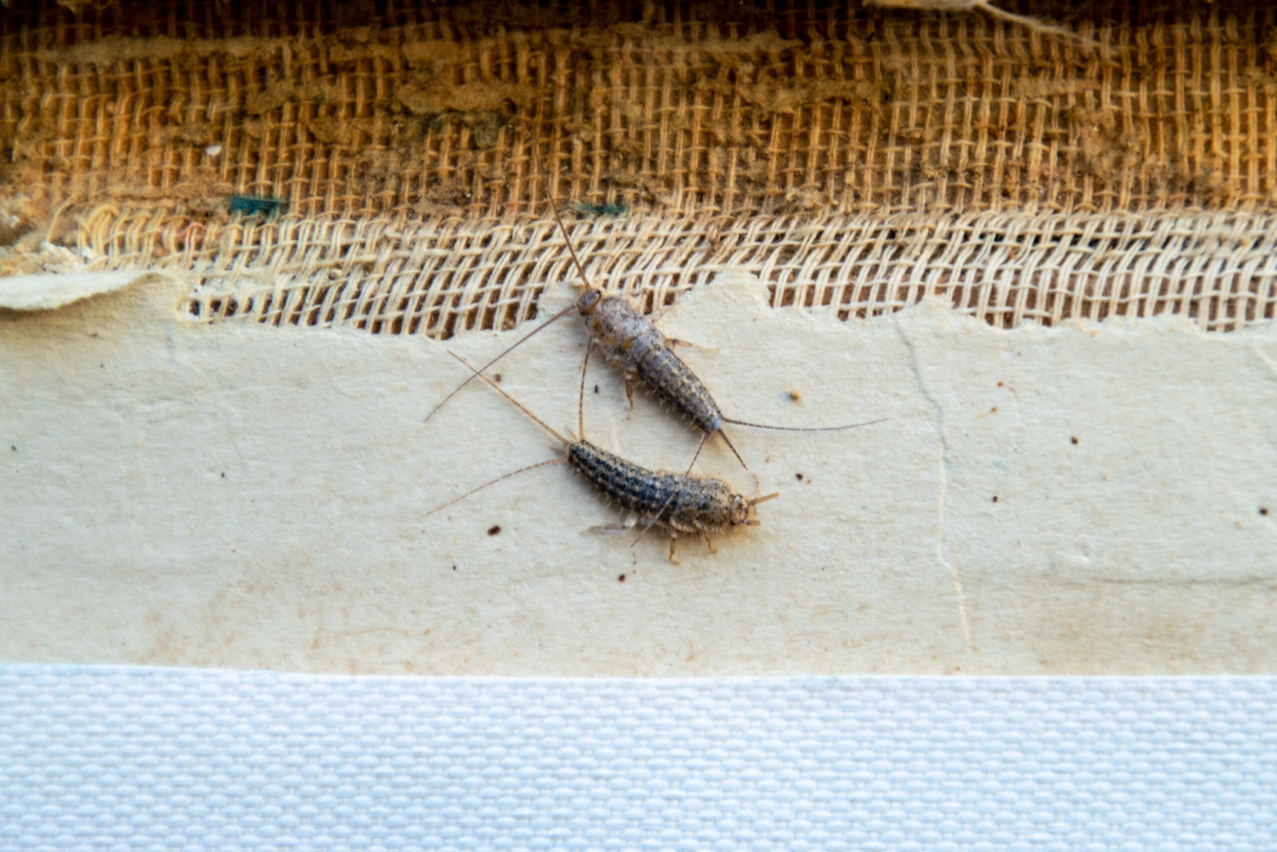 Silverfish in Ontario Homes: Why You Have Them and How to Get Rid of Them