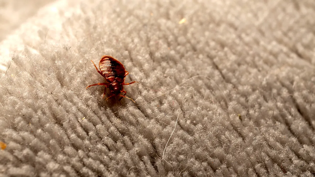 Bed Bugs After Vacation: How to Check Your Luggage | Ontario Guide
