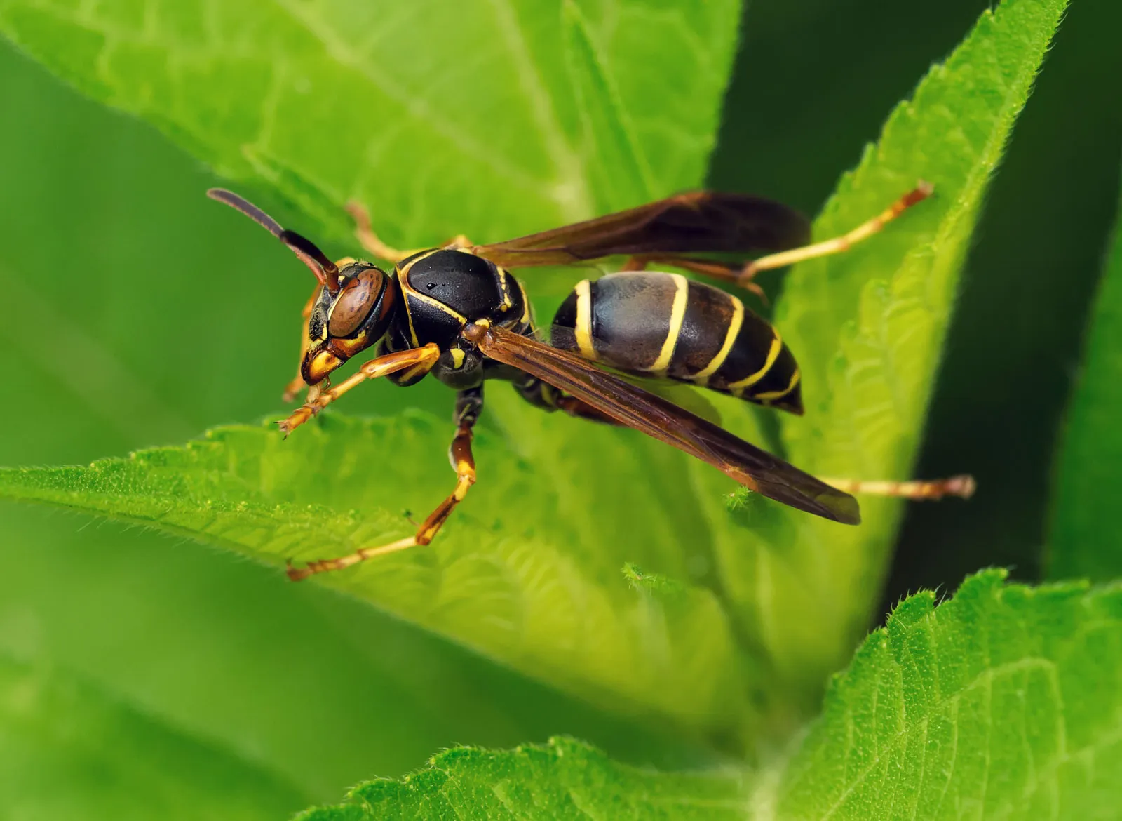 Why Are Wasps So Aggressive in August in Ontario? Here's What Homeowners Should Know