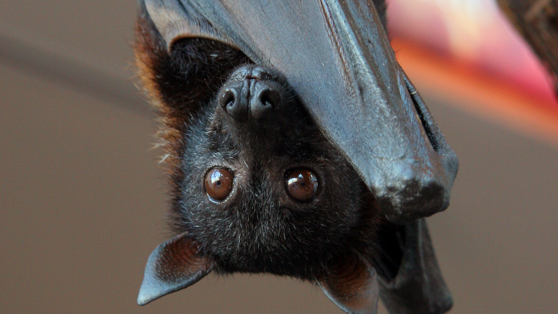 Bats in Ontario: Bat Removal & Attic Exclusion Guide