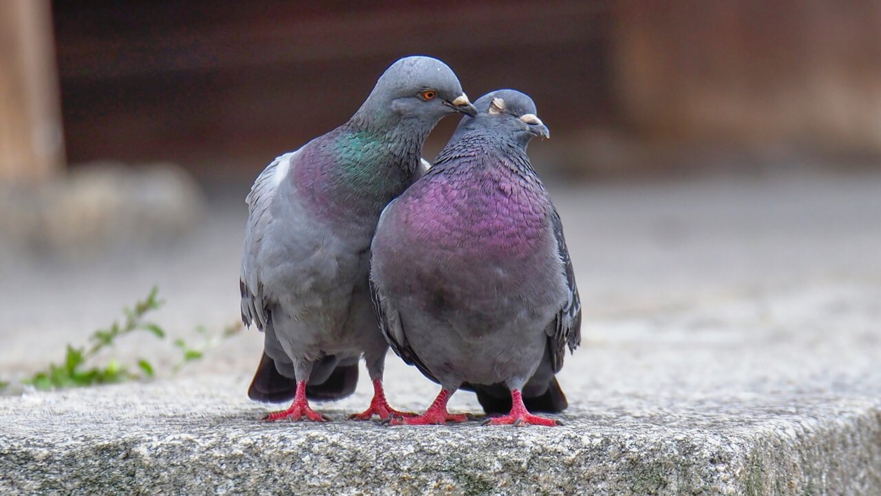 Pigeons on Your Roof or Balcony? What Ontario Property Owners Should Know
