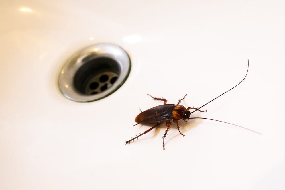 I Found One Cockroach in My House. Should I Be Worried? | Ontario Homeowners